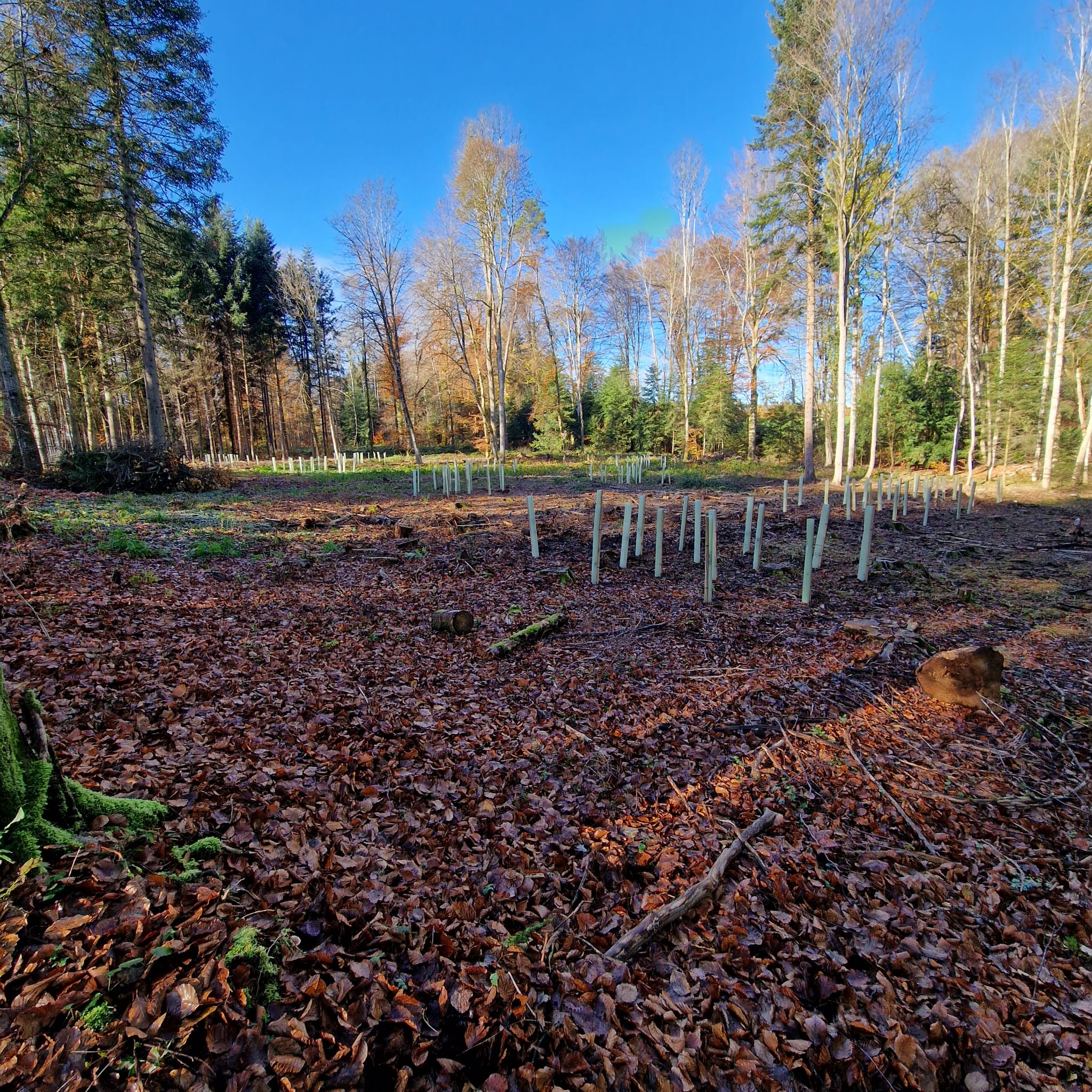 Plantations